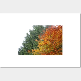 Coloured Leaves in Autumn Posters and Art